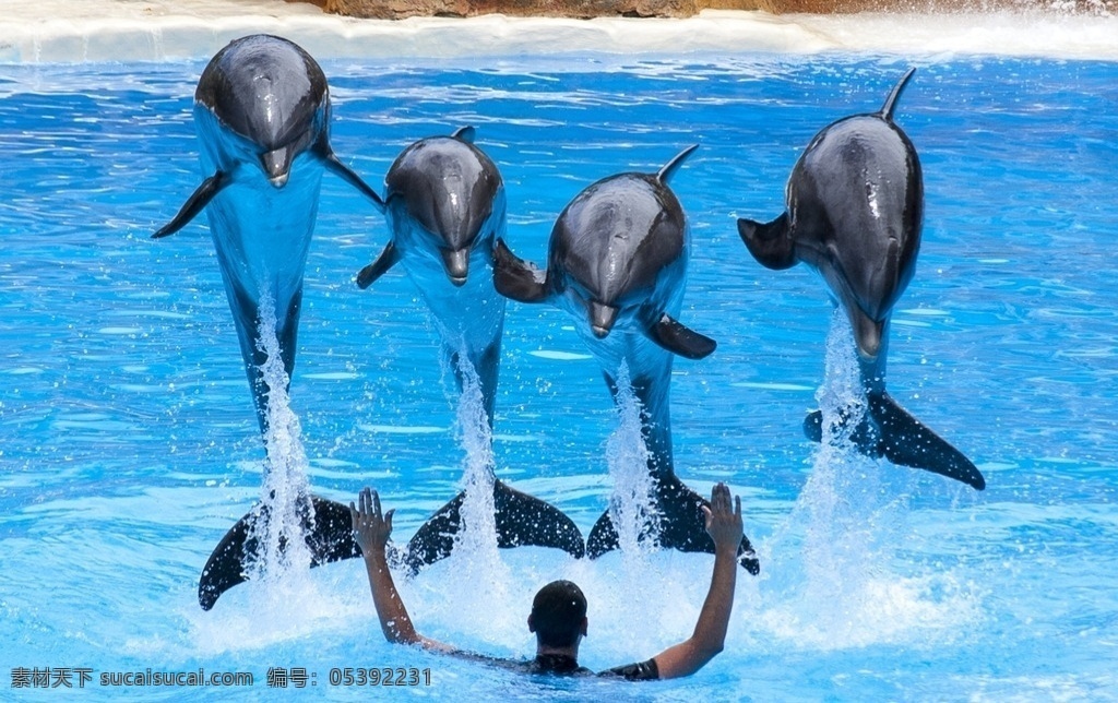 海豚表演 海豚 表演 海洋馆 海水 水池 池水 生物世界 海洋生物