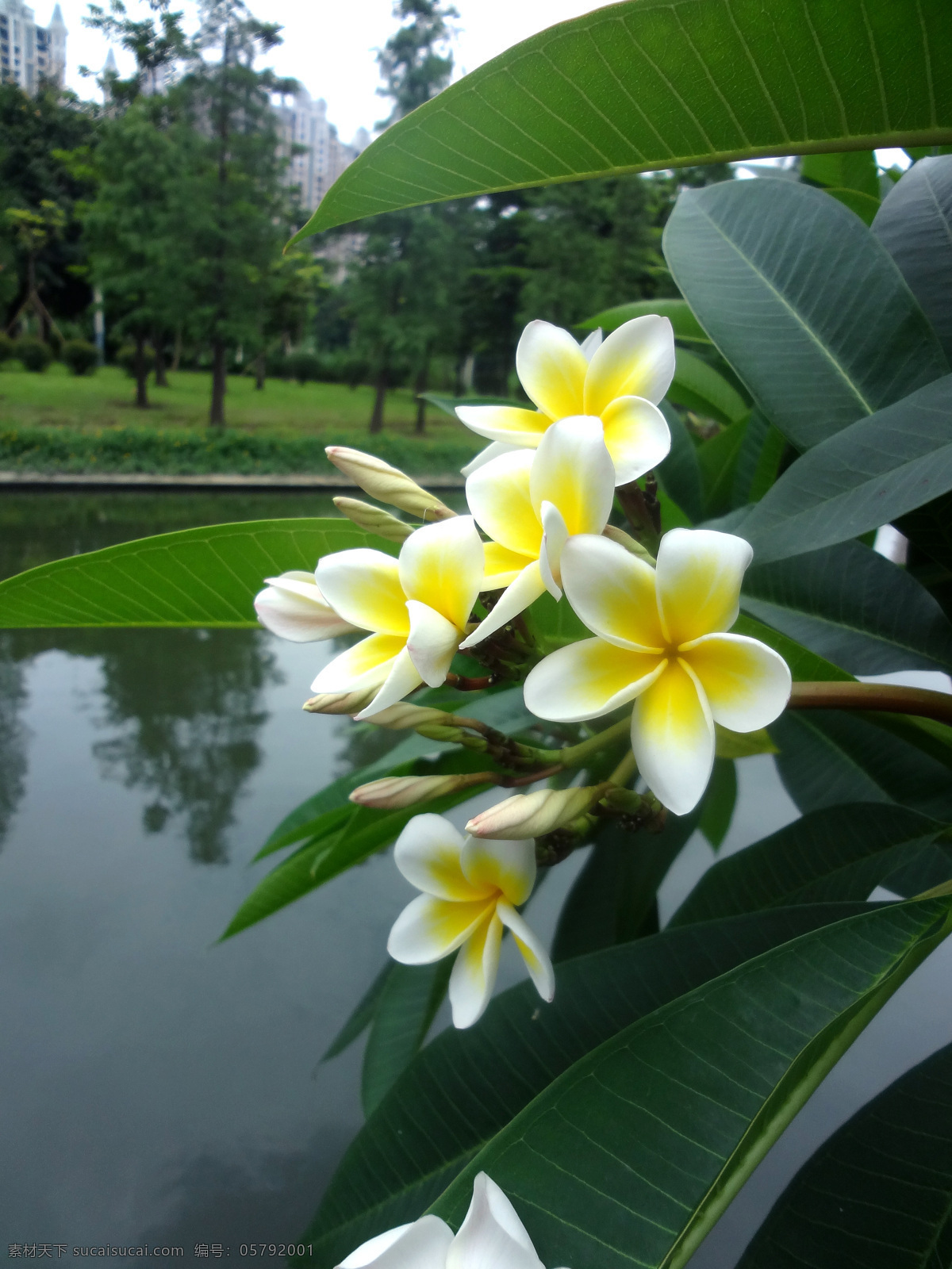鸡蛋花 花朵 鲜花 白花 绿叶 黄芯 树枝 树叶 花枝 花草 生物世界