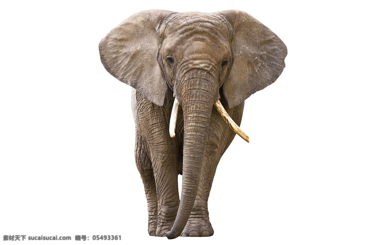 大象高清摄影 象 大象 野生动物 动物世界 陆地动物 生物世界 白色