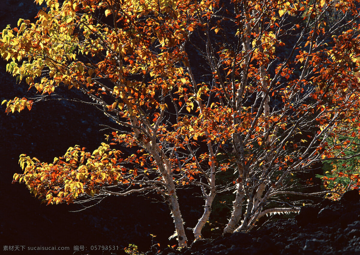 秋天的树木 美丽风景 自然风景 风景摄影 大自然 美景 景色 树木 树林 森林 树叶 秋天 黄叶 花草树木 生物世界 黑色