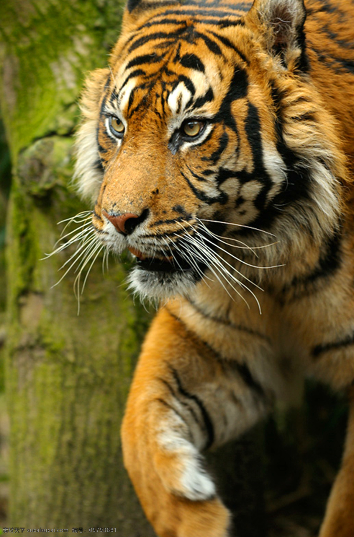 老虎 虎 生物世界 野生动物 摄影图库