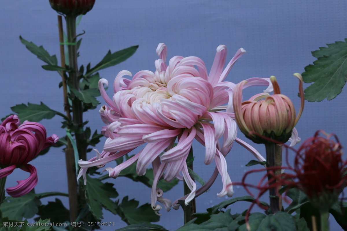 秋菊 园艺 花卉素材 寿客 金英 黄华 陶菊 花卉 花儿 花草 花朵 花瓣 花蕊 菊菊花 生物世界