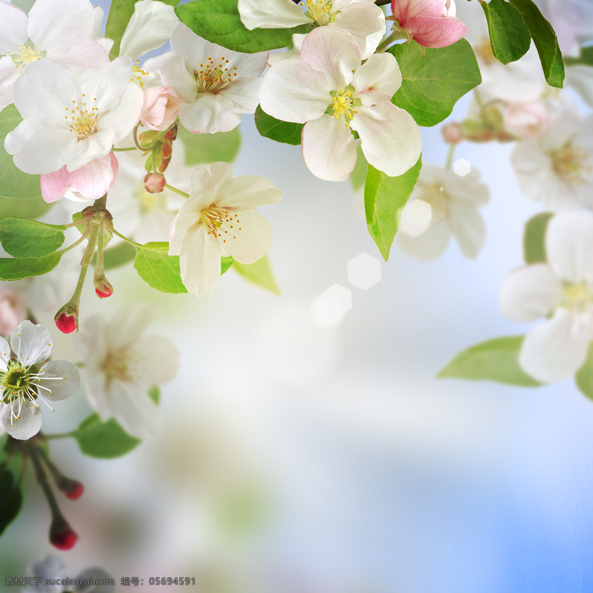 梦幻 苹果花 背景 花朵 春天 绿叶 花草 生物世界 植物 花卉