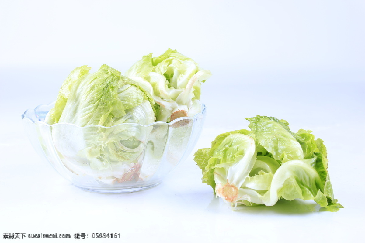 结球生菜 蔬菜 生菜 莴苣 鹅仔菜 莴仔菜 绿叶蔬菜 青菜 生物世界