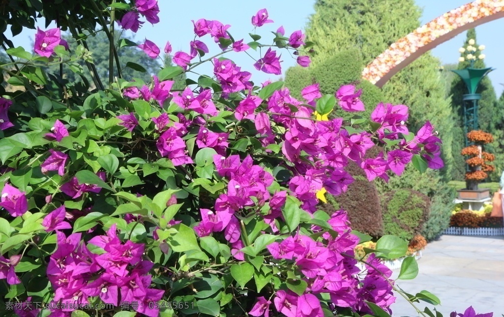 三角梅 园林美景 园林风景 叶子花 九重葛 三叶梅 毛宝巾 簕杜鹃 三角花 花卉 花朵 花瓣 草花 绿化景观 植物 花儿 花蕊 花卉大观园 生物世界 花草