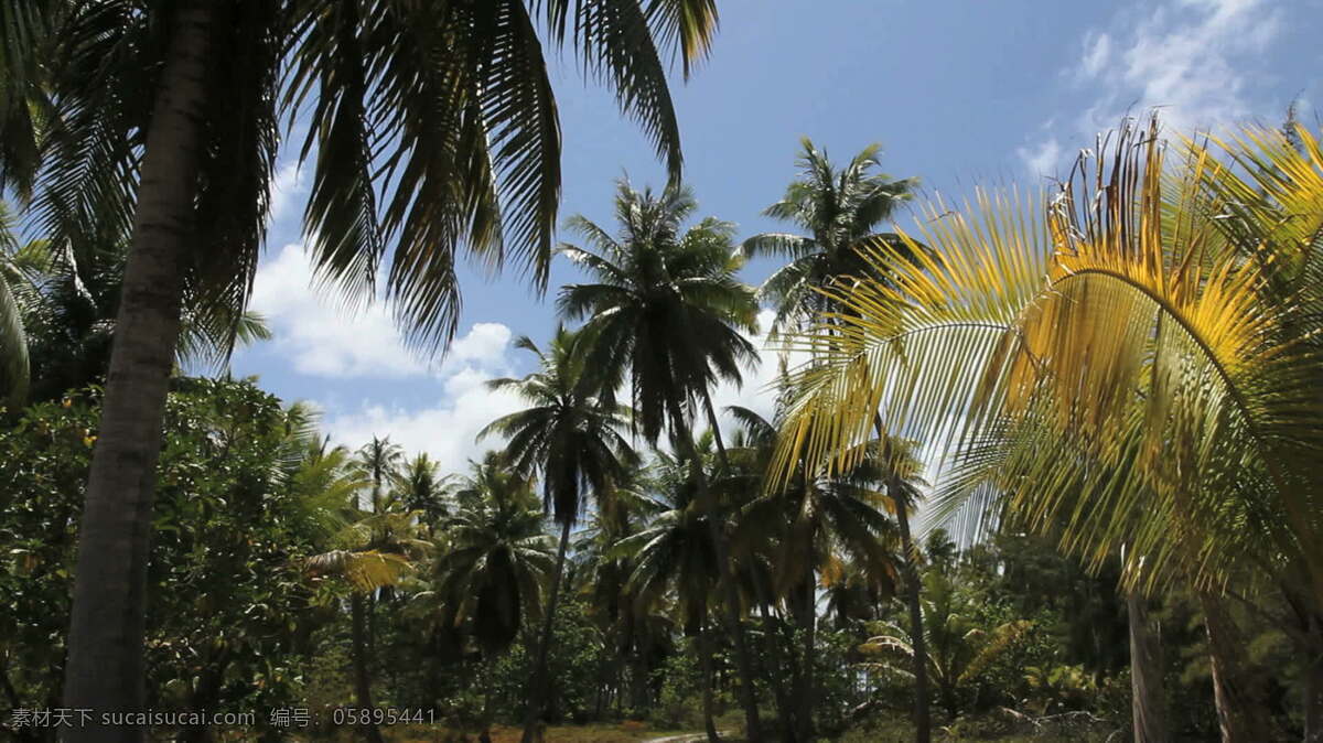 伦 吉拉 岛 棕榈树 股票 视频 丛林 热带 森林 伊罗环礁 法属波利尼西亚 土阿莫土 棕榈 其他视频