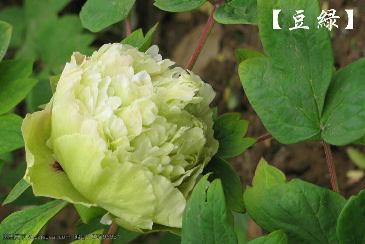 半开的豆绿 洛阳 绿色牡丹 中国国花园 豆绿 生物世界 花草 摄影图库