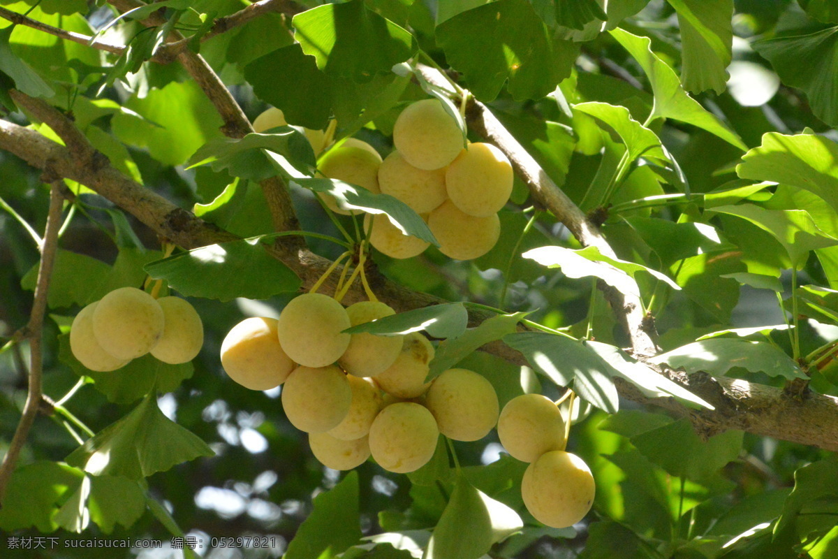 银杏 白果 青果 银杏树 银杏果 风景 果实 树枝 枝叶 植物 自然景观 绿色背景 银杏白果树 生物世界 水果