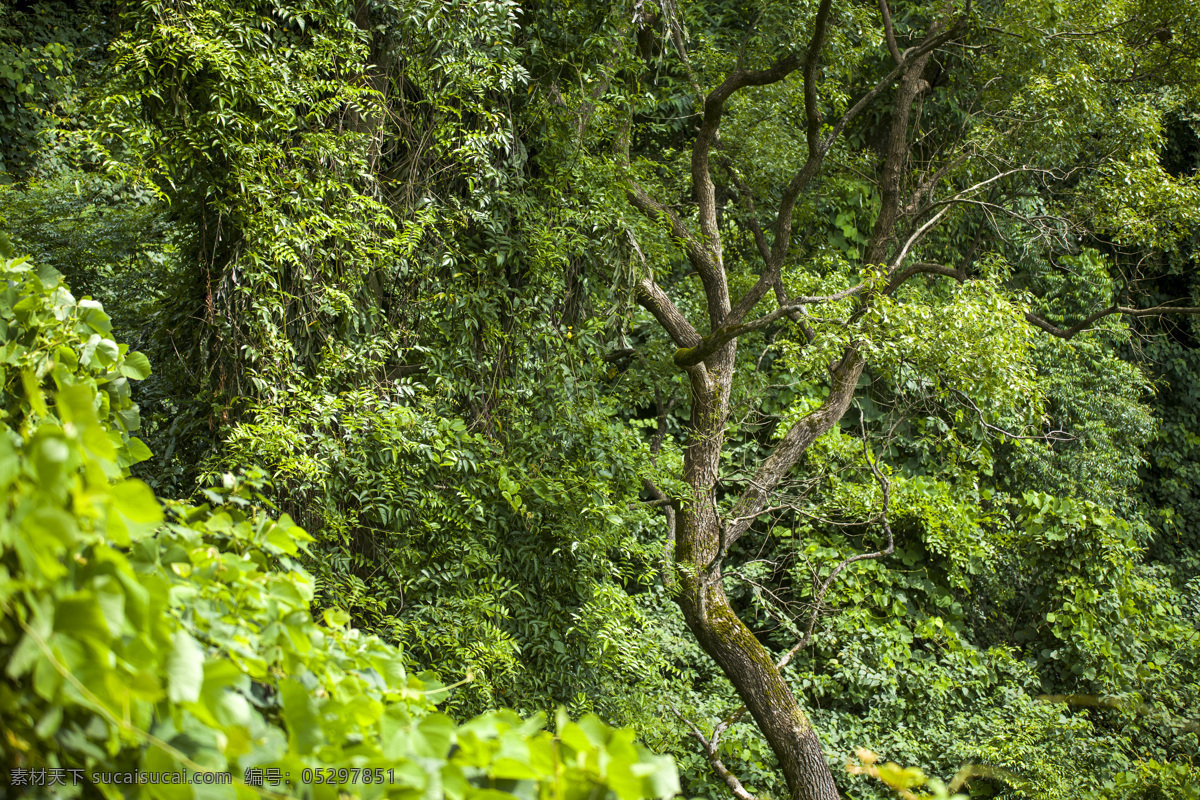 森林树木 森林 树林 树木 信宜石狗岭 山林 生物世界 树木树叶