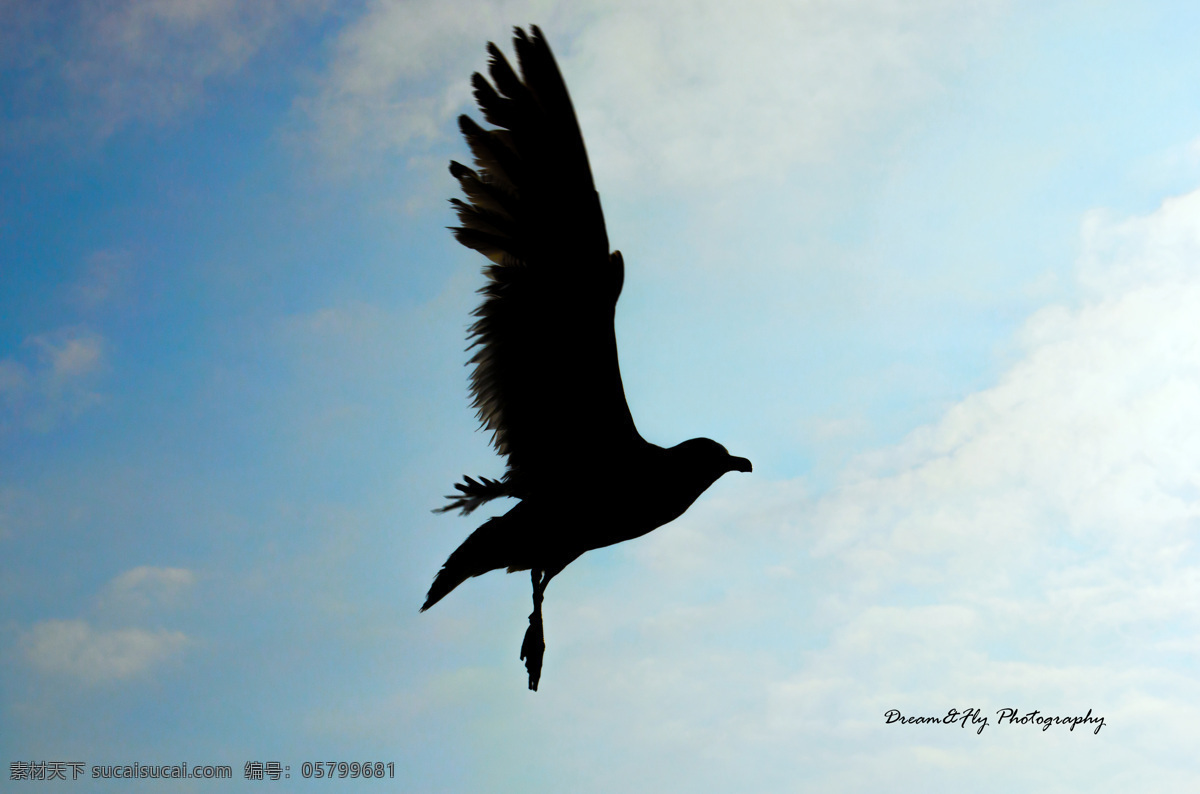 白云 动物 飞鸟 飞翔 海鸥 剪影 蓝天 鸟类 飞舞 摄影图库 生态摄影 生物世界 psd源文件