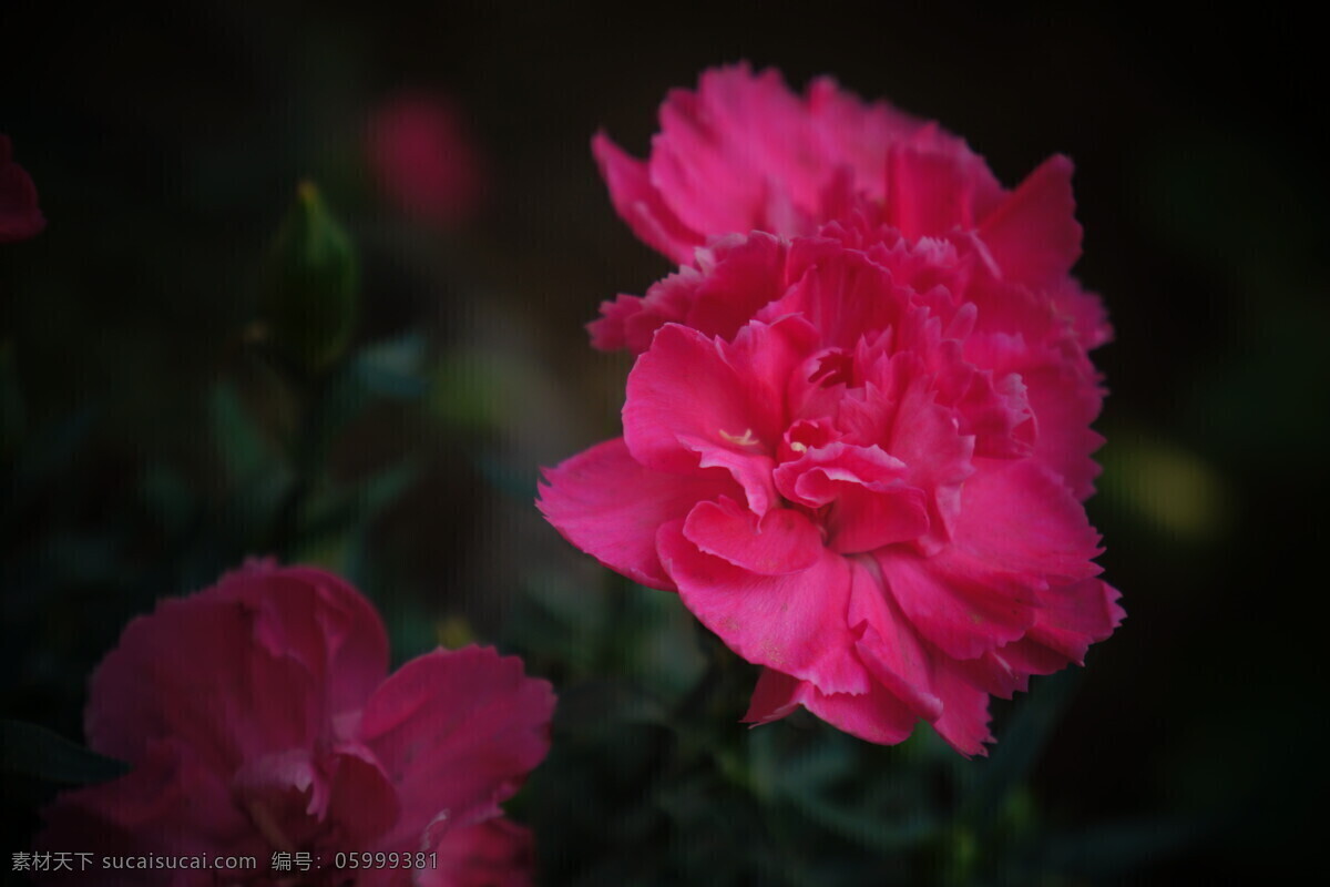 康乃馨 花朵 花苞 花草 粉红色 黑色背景 自然 静物 生物世界