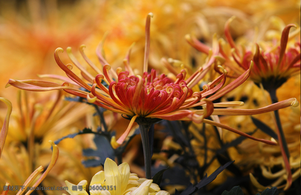 位图 植物摄影 花卉 花朵 免费素材 面料图库 服装图案 棕色