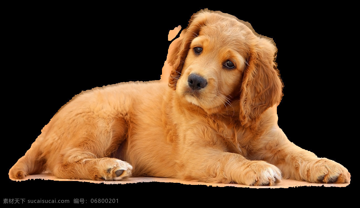 文静 乖巧 黄褐色 宠物狗 产品 实物 产品实物 可爱风格 深色小狗 生肖狗 小狗
