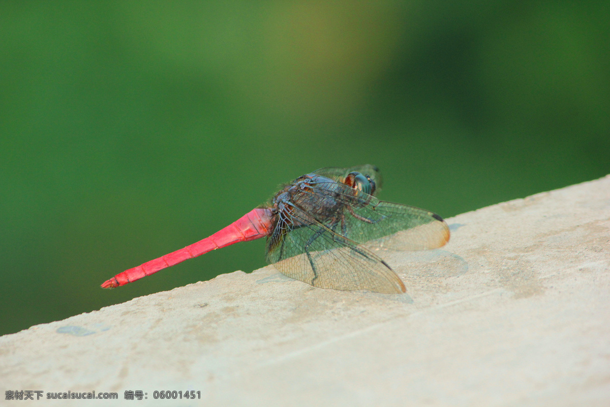 蜻蜓 红蜻蜓 昆虫 乡间 微距 龙川 自然 生物世界