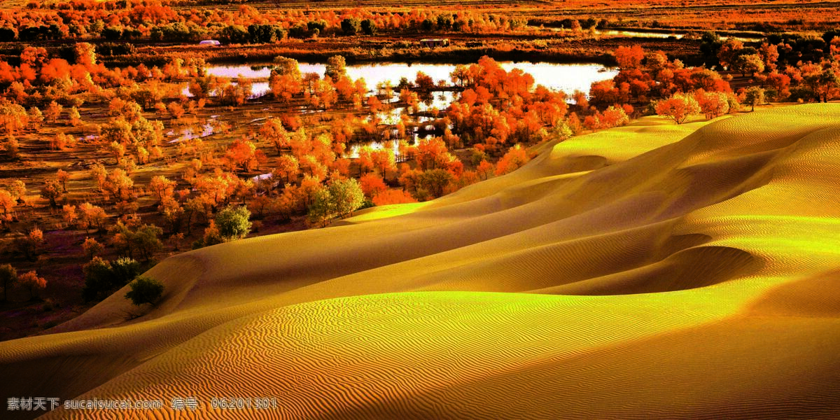 新疆沙漠胡杨 胡杨林 沙漠 风景 红色 自然景观 自然风景