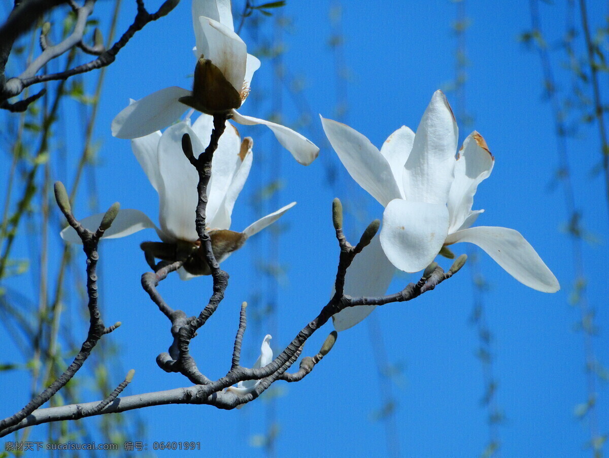 鲜花免费下载 白玉兰 垂柳 蓝天 鲜花 生物世界
