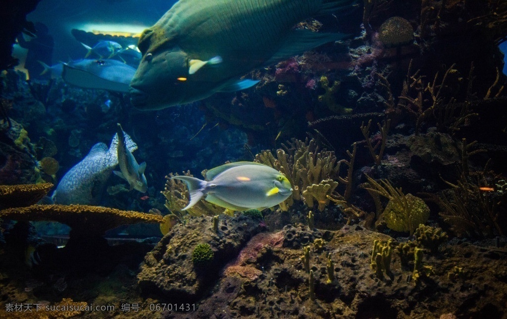 北京海洋馆 主题乐园 北京 海洋 鱼类 旅游 旅游景点 海底 海洋生物 生物世界