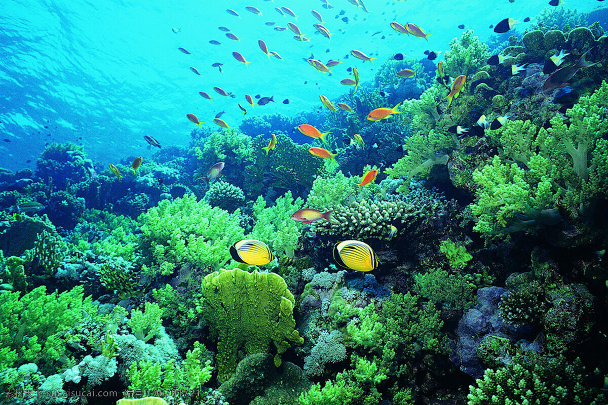海底 世界 背景 图 高清 海底世界 高清图片 自然风景 自然景观