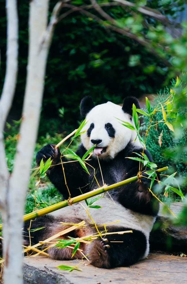 动物 中国国宝 中国 野生 国宝大熊猫 可爱 进食 动物园 竹子 熊猫眼 国宝 野生动物园 保护动物 自然 绿色 可爱大熊猫 黑白 野生动物 大熊猫摄影 大熊猫 海报 自然景观 自然风景 成都 旅游摄影 国内旅游