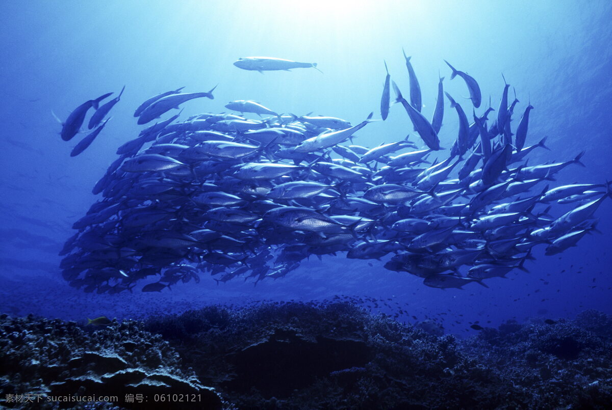 水中 世界 大海 海底 海洋世界 水中世界 海中 生物世界