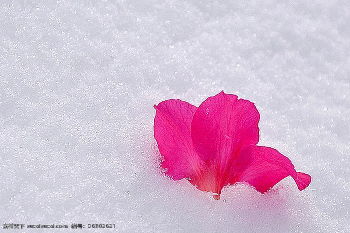 冰雪 花 红花 冰雪之花 雪中之艳丽 风景 生活 旅游餐饮