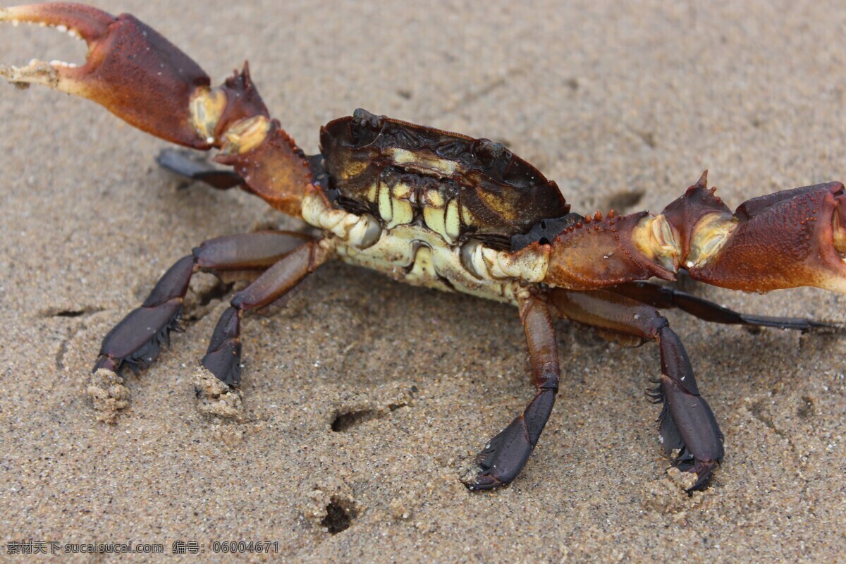 海滩上的螃蟹 沙滩 海滩 螃蟹 海蟹 沙子 沙砾 爬行动物 海鲜 海洋生物 动物 近景 局部 特写 生物世界 野生动物