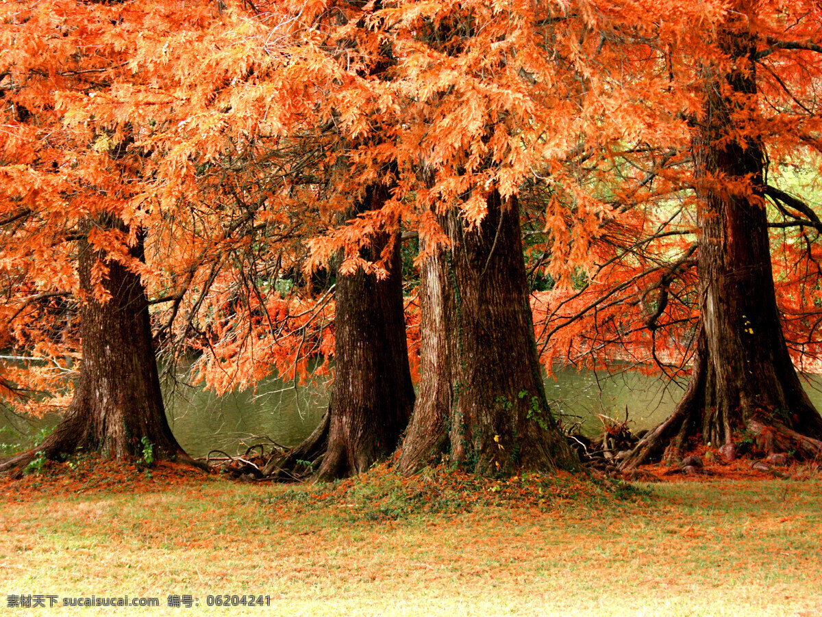 美丽的枫树林 枫树 树叶 红色 美丽风景 自然风光 美丽景色 自然美景 自然风景 自然景观 黑色