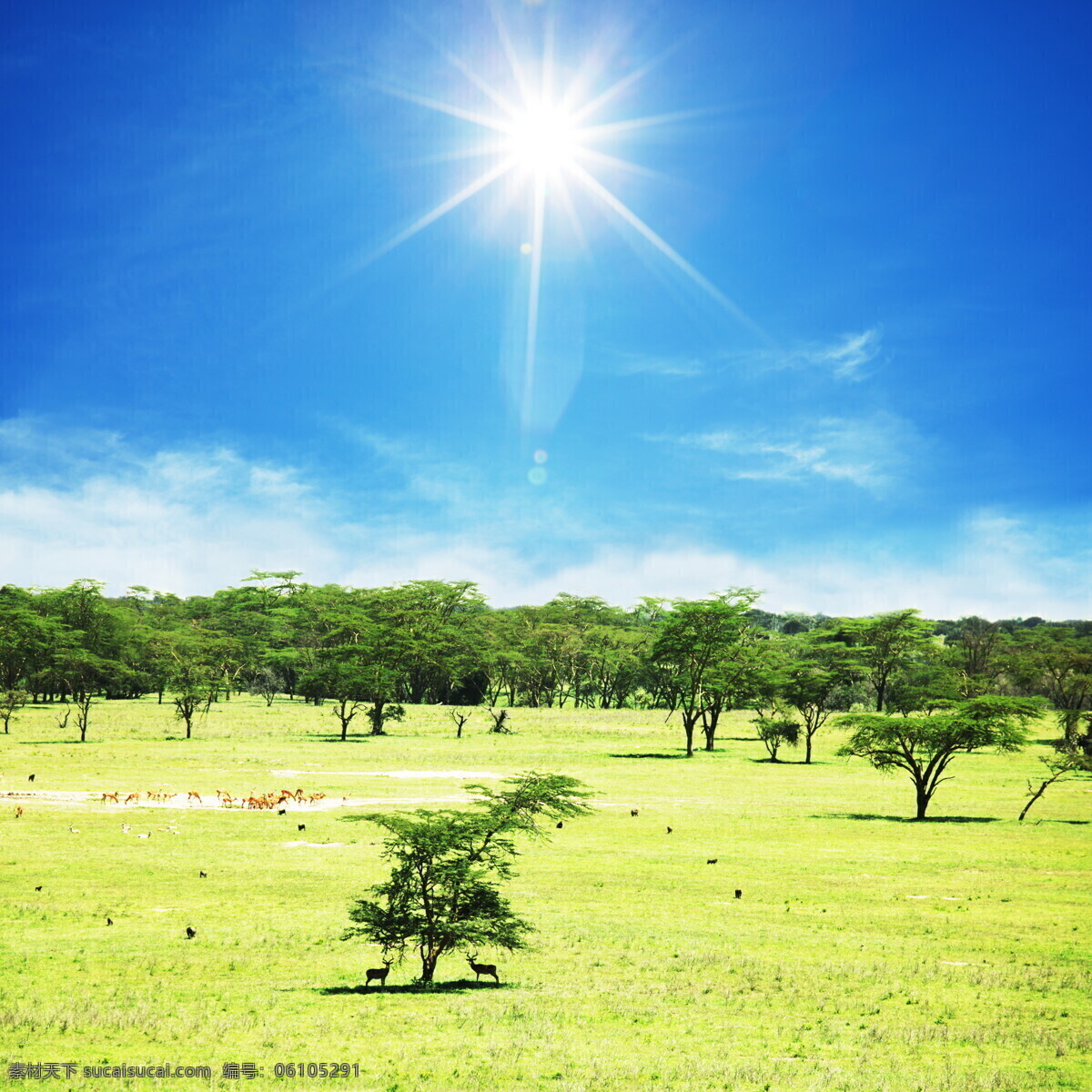非洲 草原 风景 美丽风景 非洲草原 草地 平原 树木 鲜花 蓝天白云 阳光 太阳 自然风景 摄影图库 高清图片 草原图片 风景图片