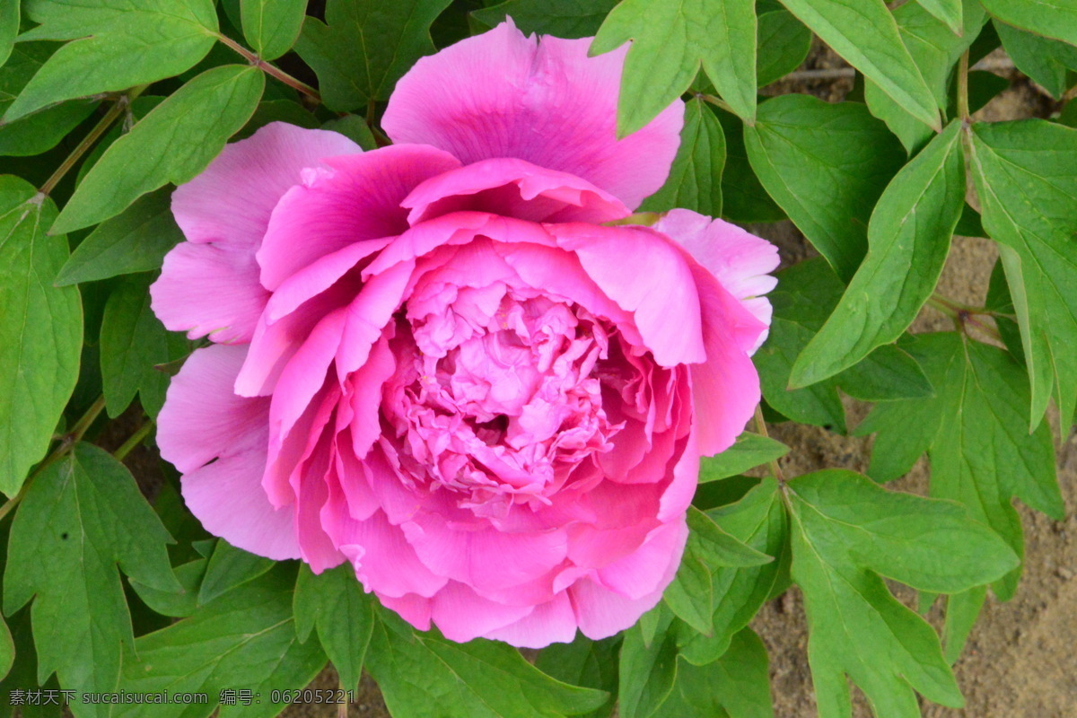 牡丹花 牡丹 观赏花卉 鼠姑 木芍药 百雨金 洛阳花 花朵 花瓣 花蕊 花卉 花儿 花草 植物 园林绿化 绿化景观 芍药牡丹 生物世界