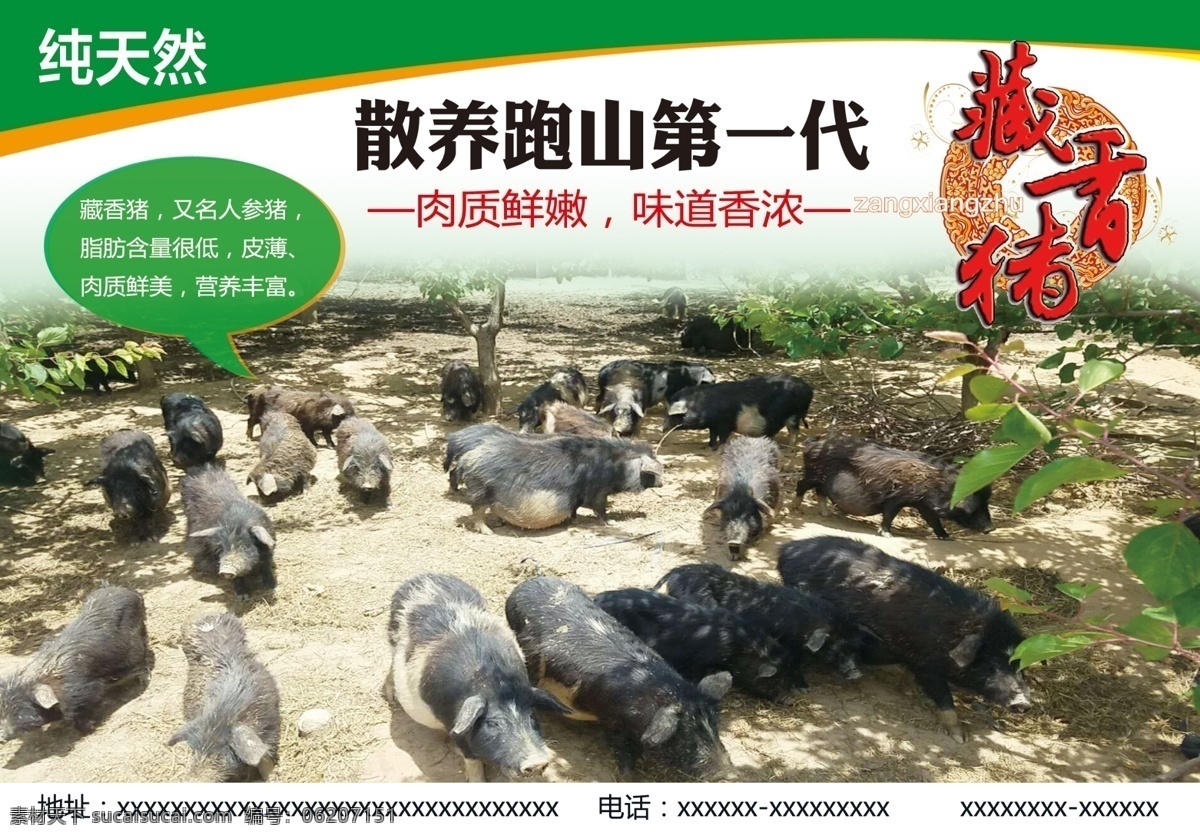 藏香猪展架 藏香猪图片 绿色背景 藏香猪来历