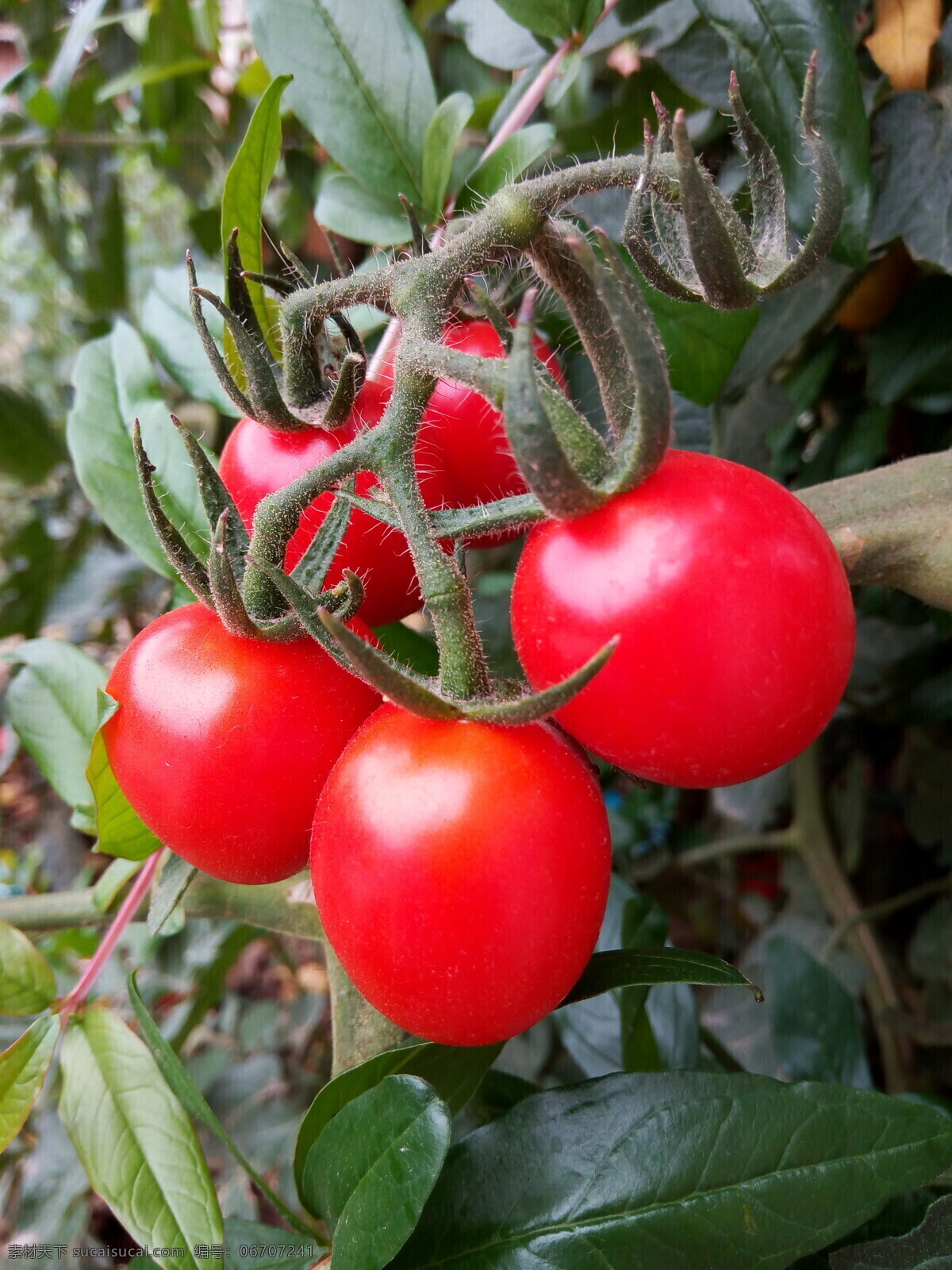西红柿 番茄 水果 红色 果子 生物世界