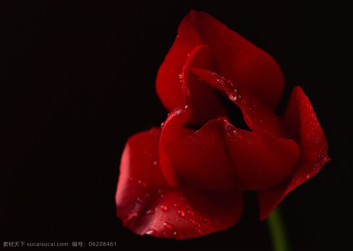 红玫瑰 玫瑰 玫瑰花 白玫瑰 粉玫瑰 粉红色 花朵 花苞 花骨朵 花卉 花草 壁纸 黑色 黑色壁纸 植物 特写 花瓣 花枝 花心 绿叶 叶子 叶片 花叶