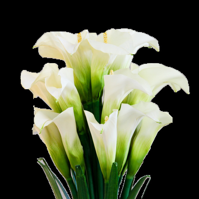 清纯 白色 花朵 花束 实物 元素 白色花朵 百合花 花瓣 花材素材 捧花
