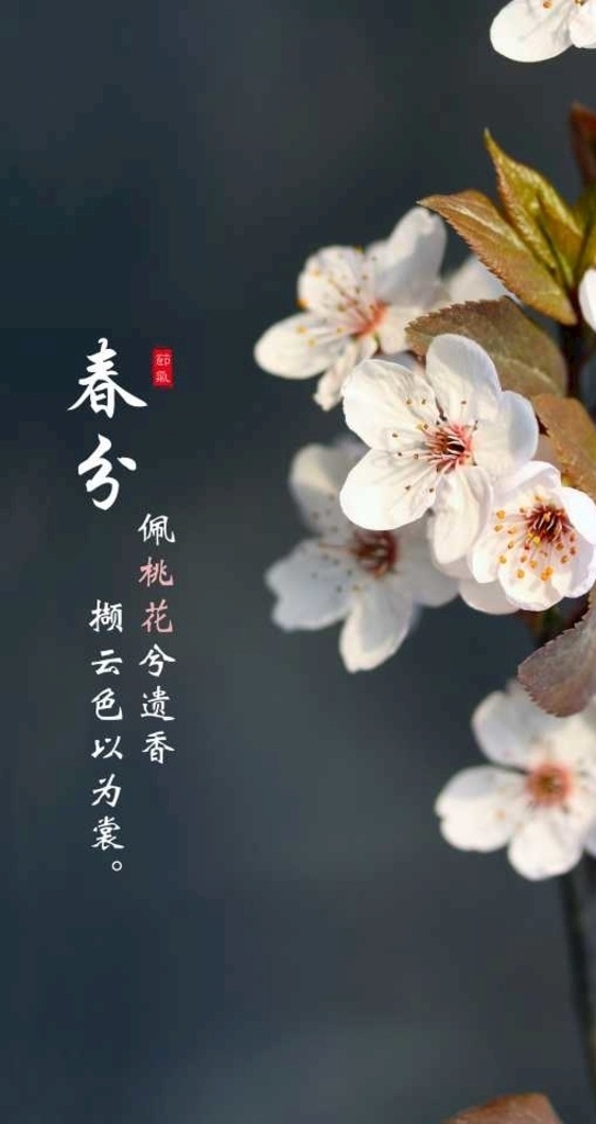 春分节气 桃花元素 春分节气海报 春分微信 春分海报 节气海报 二十四节气 绿化 春天海报 节日节气 二十四节