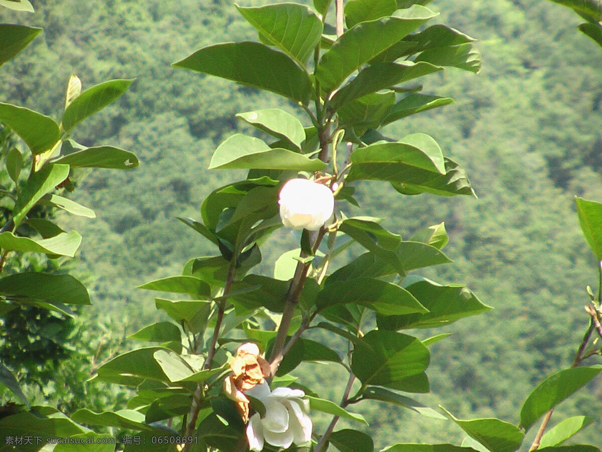 天女 木兰花 白花 高雅 花朵 花骨朵 绿色背景 绿叶 清新 阳光 青山背景 祖山 一枝独秀 风景 生活 旅游餐饮