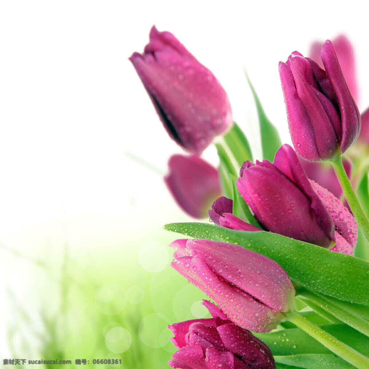 妖艳 郁金香 紫色 鲜艳 花朵 花卉 鲜花 水珠 高清图片 花草树木 生物世界 白色