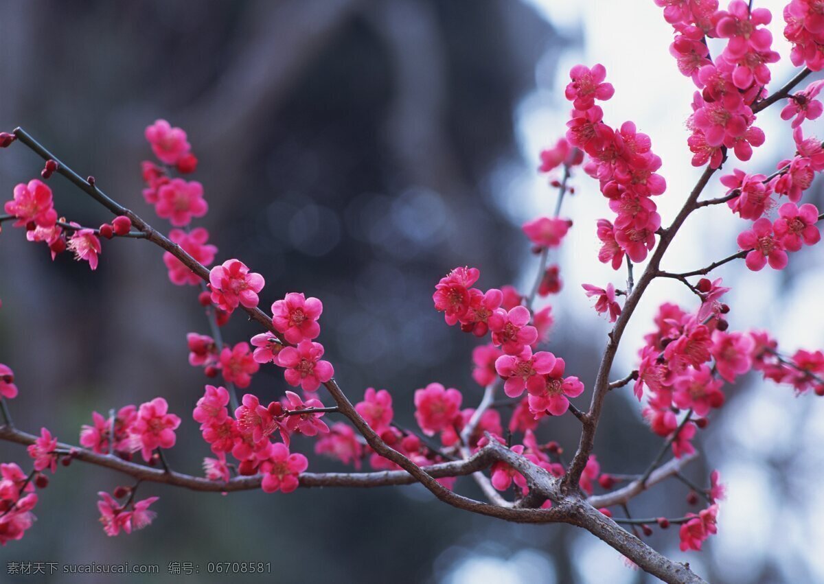 红色 桃花 树枝 特写 花卉 自然风景 生物世界 鲜花 花卉风景 红色桃花 桃花树枝特写 花草树木