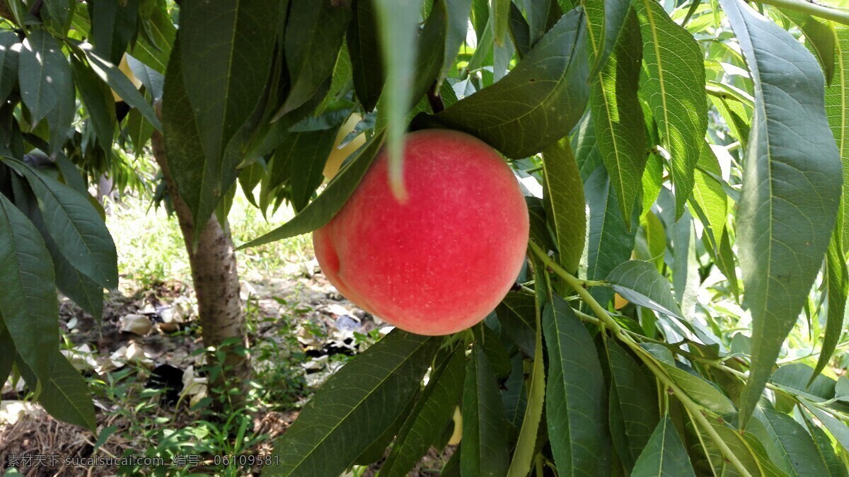 水蜜桃 桃子 红桃子 好吃的桃子 桃园 自然景观 山水风景