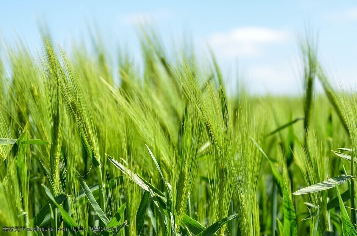 绿油油的麦田 绿油油 麦田 绿色 农作物 天空 自然生物 现代科技 农业生产