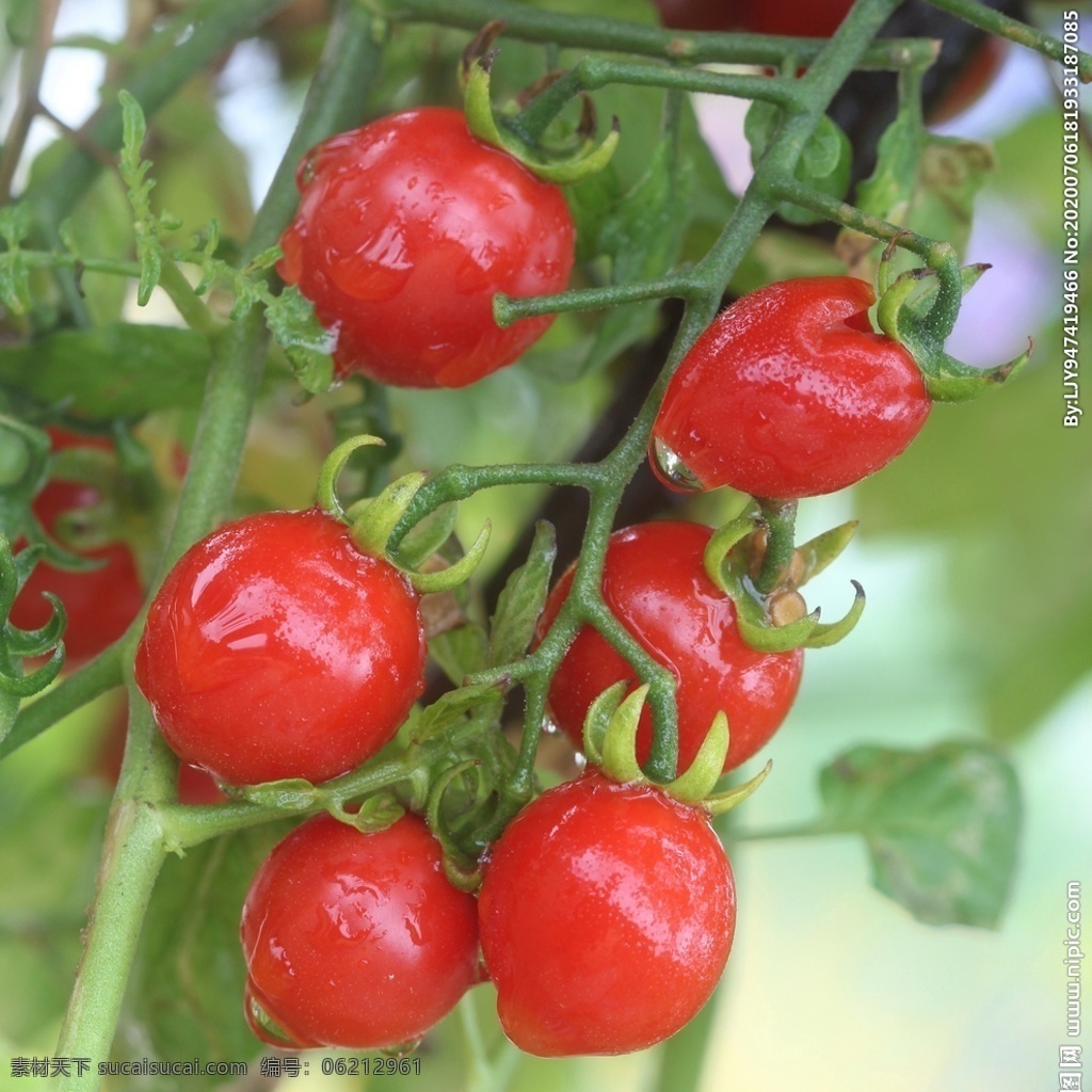 小番茄 番茄 西红柿 番茄酱 蔬菜 水果 果汁 美食 生物世界