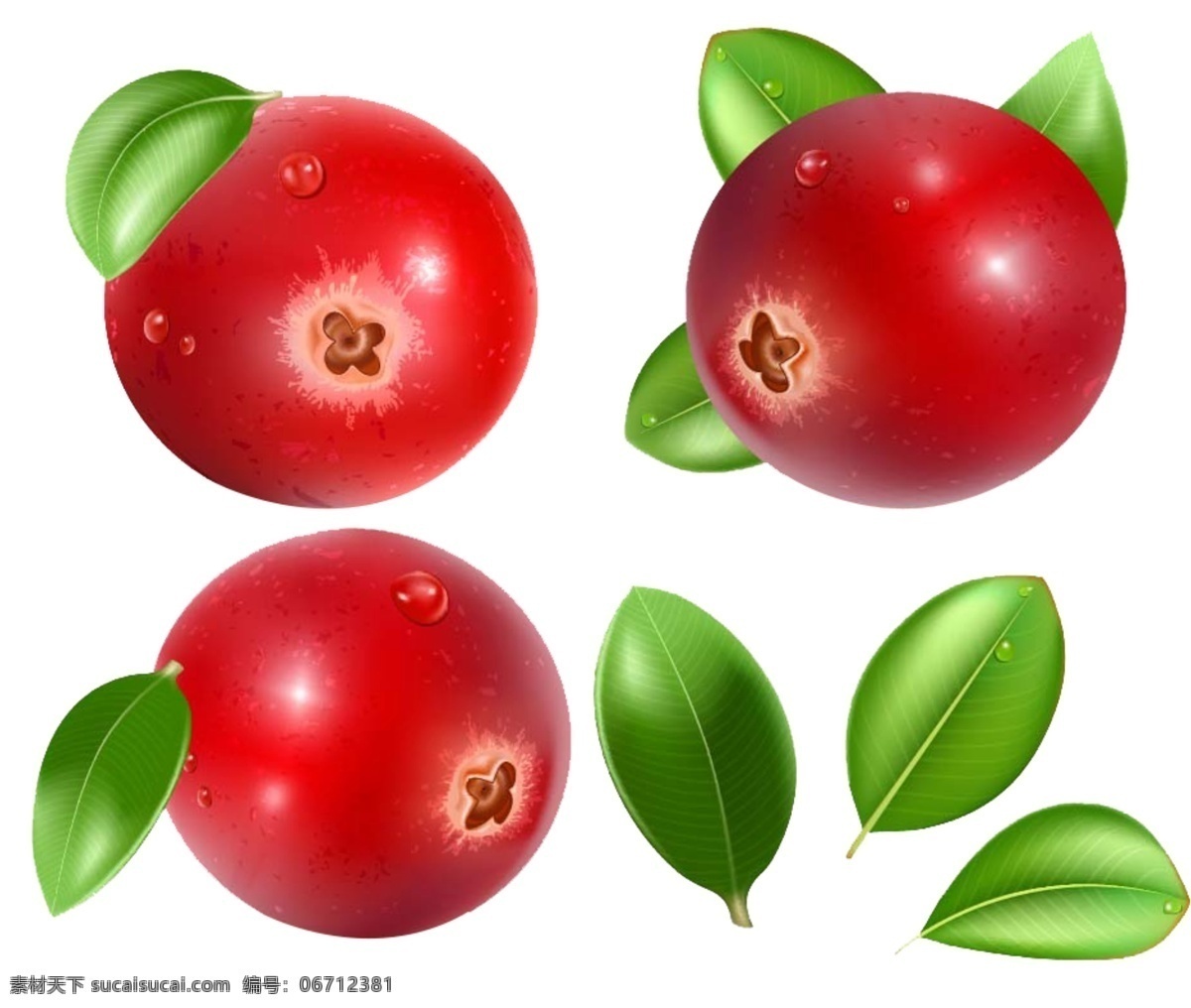 柿子素材 柿子 红色 叶子 水果 白色