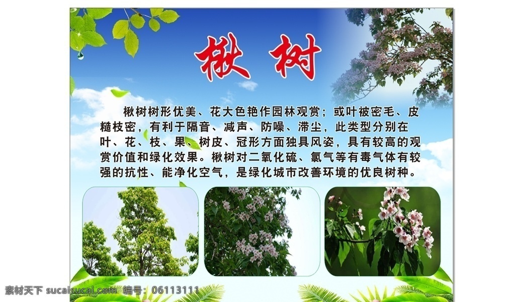 楸树 园林绿化 造型 牌 花边 蓝天白云 楸树简介 园艺牌子 植物简介 绿化造型牌 园艺 花卉 大自然