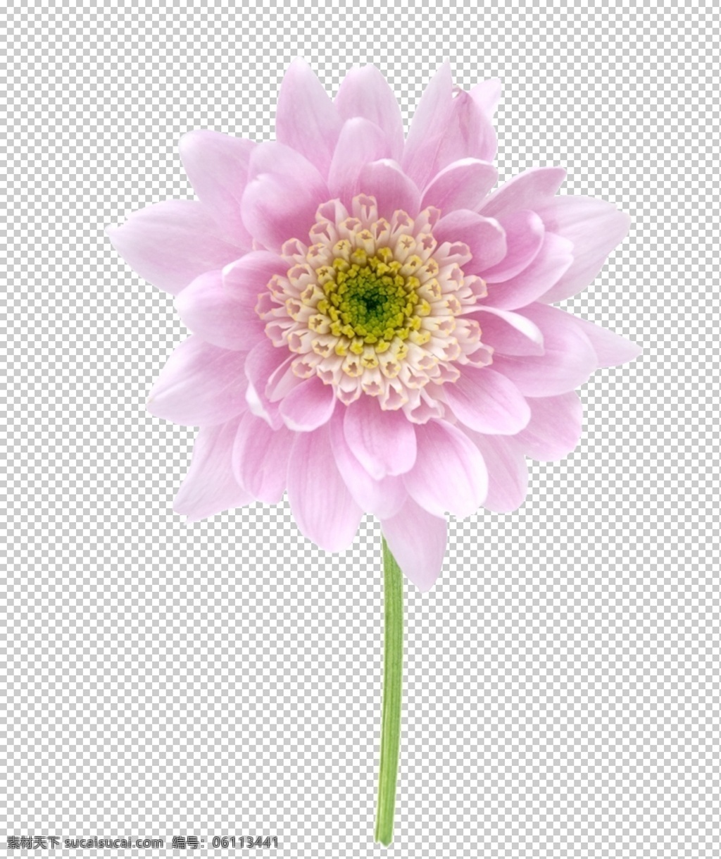 菊花装饰 菊花素材 菊花元素 黄菊花 黄色菊花 黄色元素 黄色素材 黄色装饰 花朵 菊花 花朵元素 花朵素材 水墨菊花 花瓣元素 花瓣素材 花瓣装饰 古典 中国风 古风 手绘菊花 悼念装饰 花 黄花 共享装饰元素