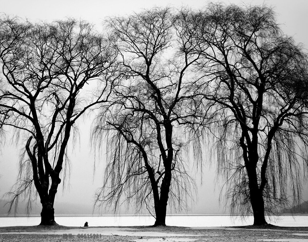 唯美 黑 白色 树木 风景图片 黑色 木