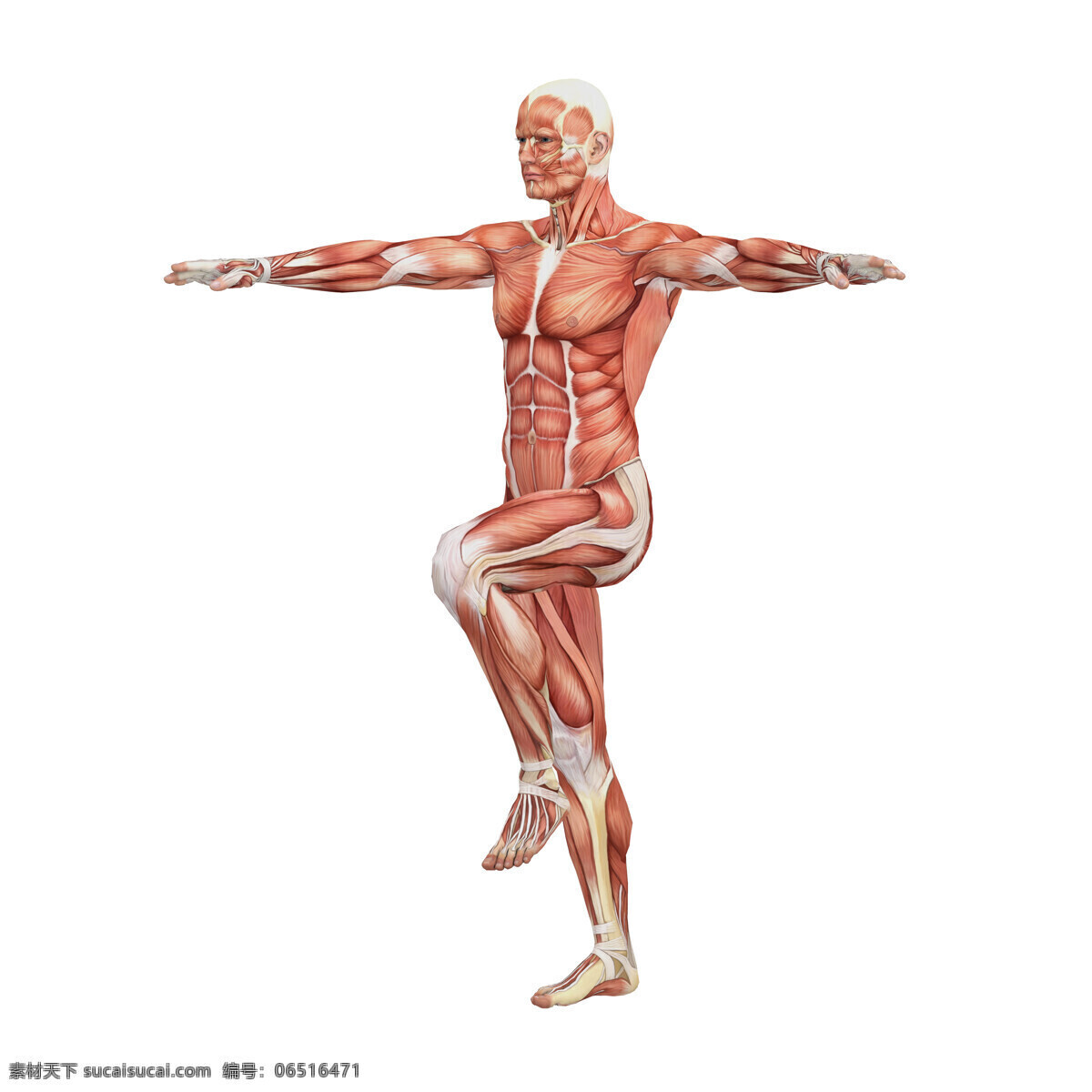 运动 男性 人体 肌肉 组织 人体解剖学 男性人体 肌肉组织图 医学 医疗护理 人体器官图 人物图片