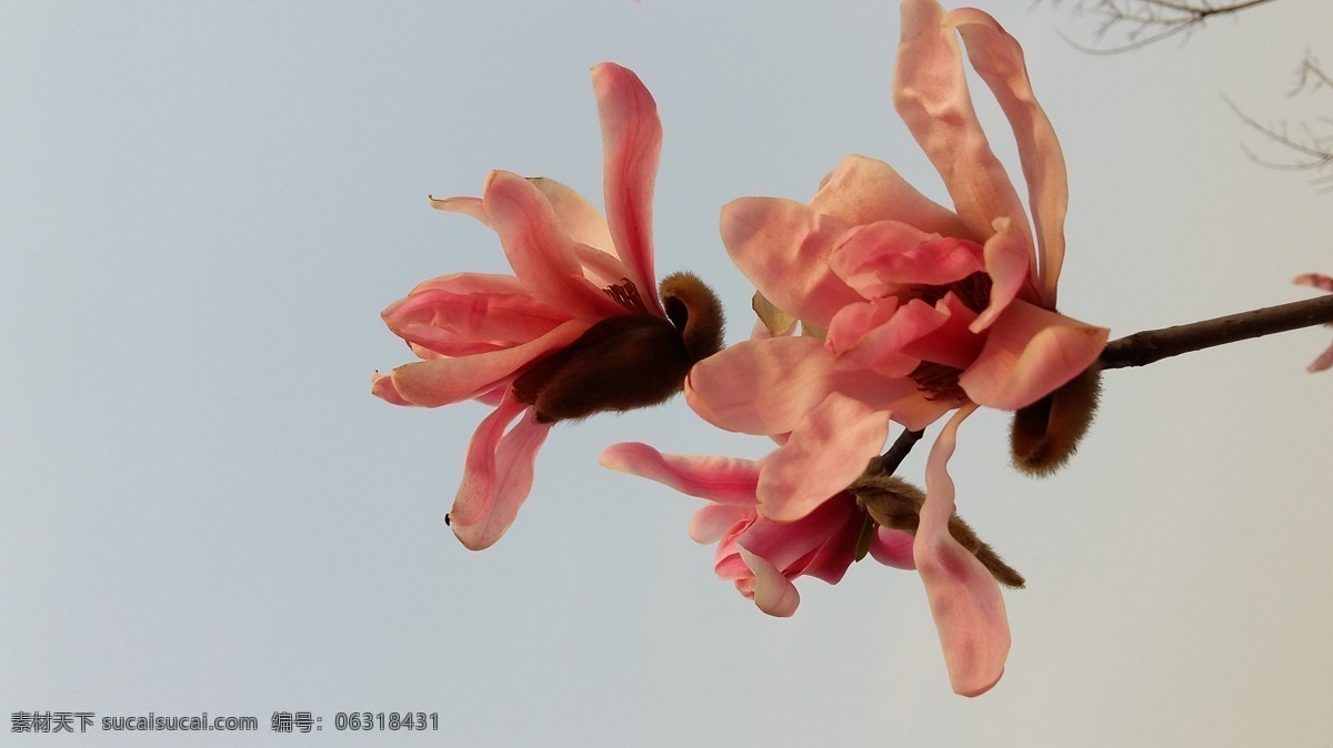 玉兰 花朵 粉色 春天 素雅 园林 单枝 生物摄影 生物世界 花草