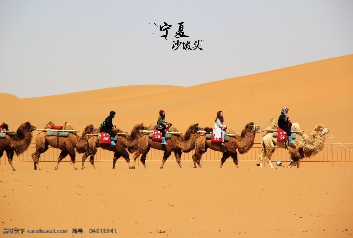 沙漠 骆驼 自然 风景 宁夏 银川 动物 旅游摄影 国内旅游