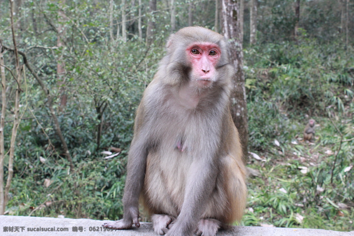 猴子 猴 美猴王 红脸猴 母猴 生物世界 野生动物