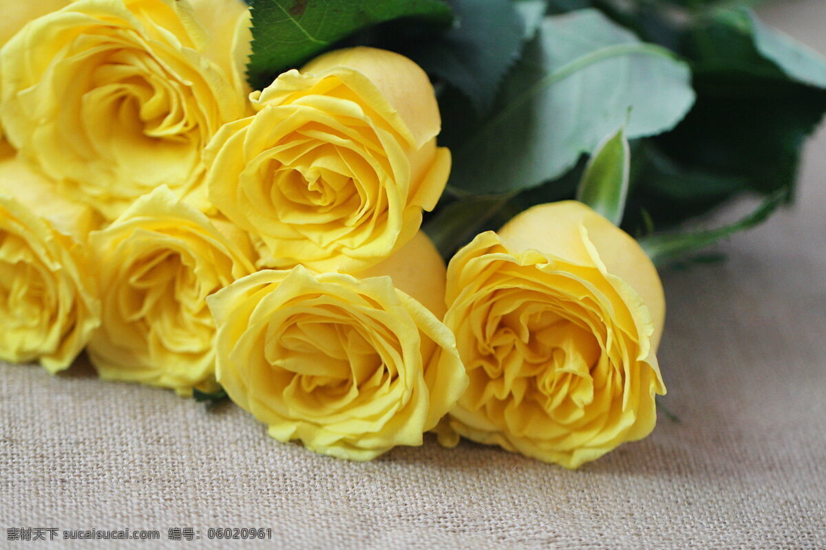 唯美 黄色 玉 玫瑰花 黄色花朵 金香玉玫瑰 花朵