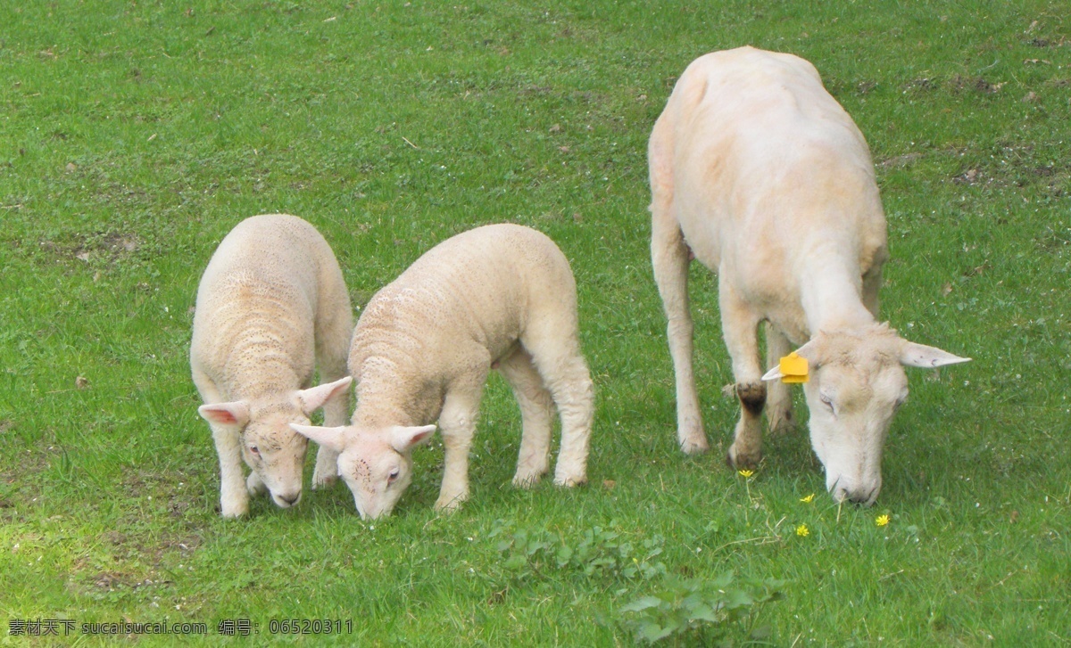 小羊羔 绿色 草地 白色 三只 小羊 低头吃草 生物世界 家禽家畜 摄影图库